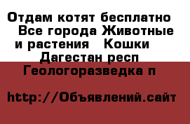 Отдам котят бесплатно  - Все города Животные и растения » Кошки   . Дагестан респ.,Геологоразведка п.